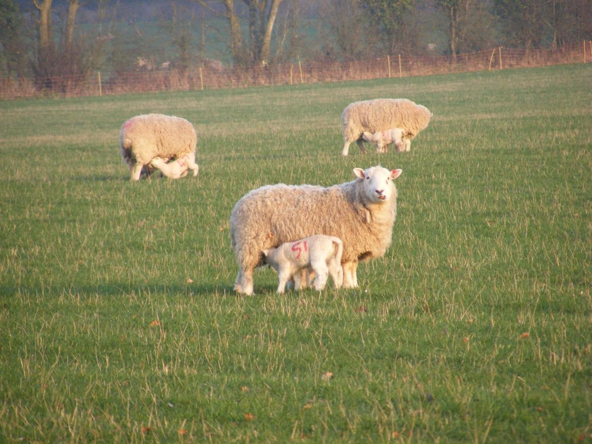 Marshwood Farm B&B And Shepherds Hut Dinton  Kültér fotó